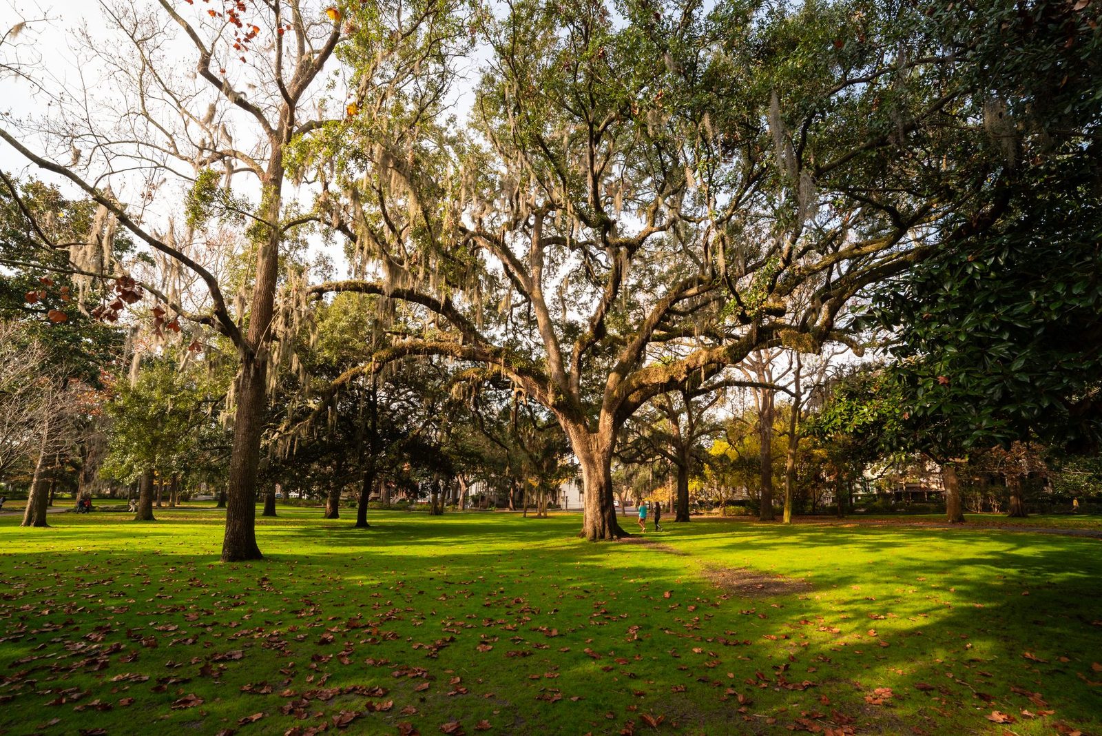 Live oaks in Forsyth Park, Savannah, Georgia